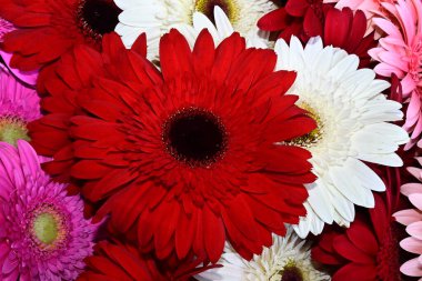 Bir buket güzel Gerbera çiçeği, yakın manzara 