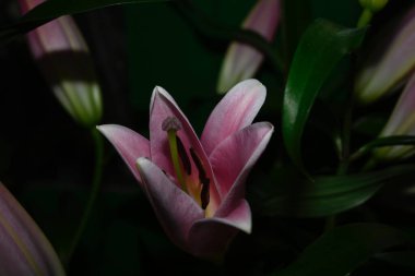 Karanlık arka planda güzel zambak çiçekleri, yaz konsepti, yakın görüş  