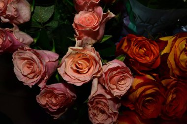 Bulanık arkaplanda güzel güller, yakın görüş. 