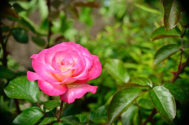 Bahçedeki güzel çiçekler