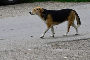 Tatlı köpek yaz günü dışarıda eğleniyor.
