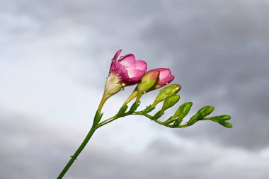 Mavi arka planda güzel bir çiçek buketi