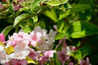 Bahçedeki güzel çiçekler