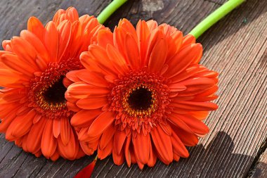 Tahta arka planda güzel Gerbera çiçekleri, yaz konsepti, yakın görüş    