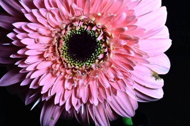 Gerber çiçeği siyah arkaplanda