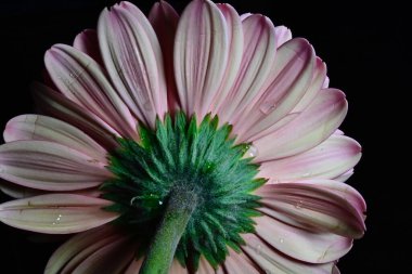 Gerber çiçeği siyah arkaplanda