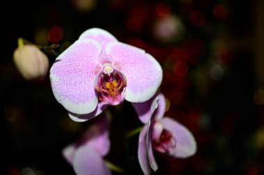 Bulanık arkaplanda güzel orkide çiçekleri, yaz konsepti, yakın görüş  