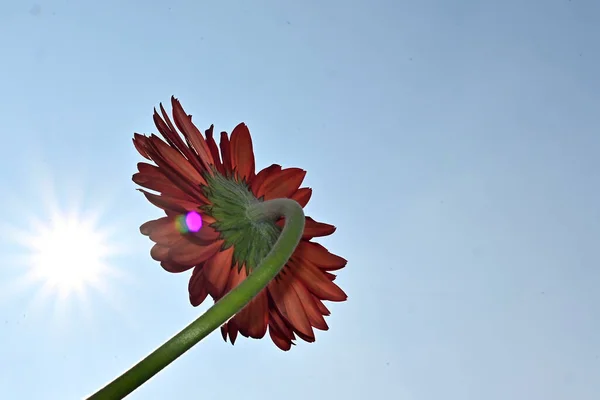 Gyönyörű Gerbera Virág Égen Háttér Nyári Koncepció Közelről — Stock Fotó