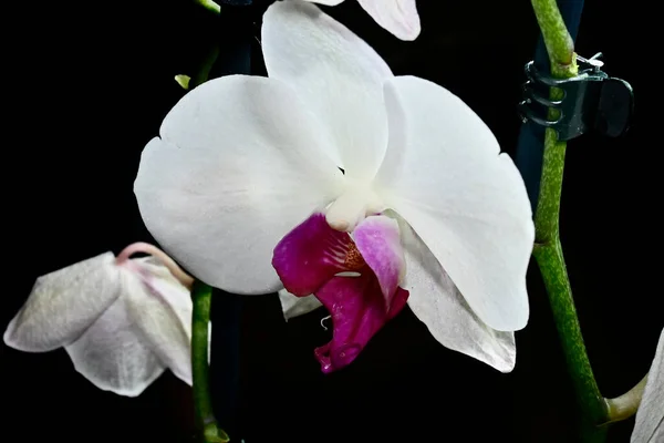 Belles Fleurs Orchidée Sur Fond Sombre Concept Été Vue Rapprochée — Photo