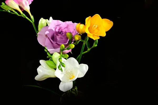 Bouquet Belles Fleurs Sur Fond Sombre Concept Été Vue Rapprochée — Photo