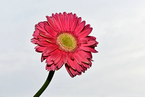 Bela Flor Gerbera Fundo Céu Conceito Verão Vista Perto — Fotografia de Stock