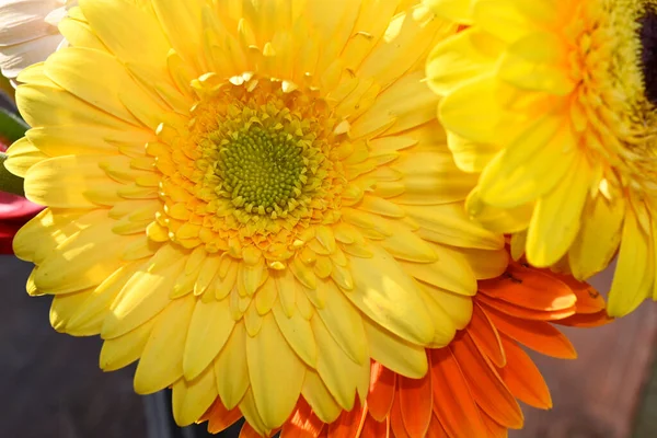 夏の晴れた日に美しいガーベラの花の花束 — ストック写真