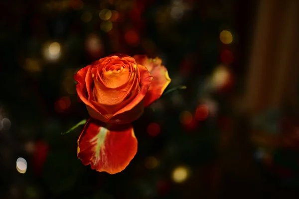 Schöne Rose Auf Verschwommenem Hintergrund Sommerkonzept Nahsicht — Stockfoto