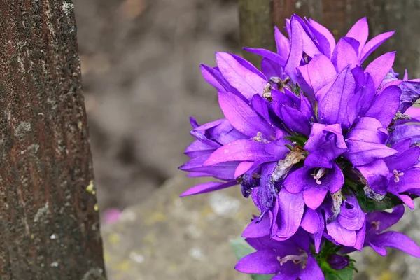 Красиві Фіолетові Квіти Ростуть Саду Літній Сонячний День — стокове фото
