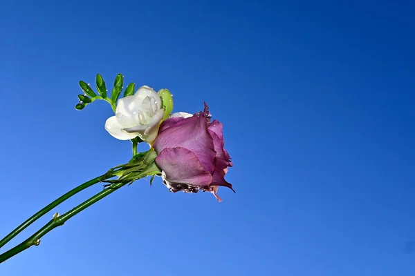 Belo Buquê Flores Fundo Céu Azul — Fotografia de Stock