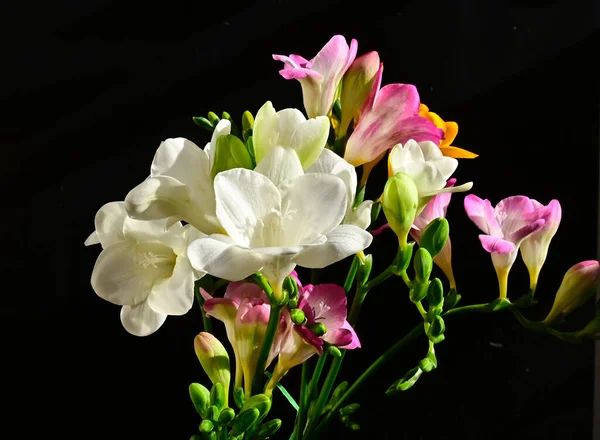 Primer Plano Flores Increíbles Florecen Sobre Fondo Oscuro — Foto de Stock