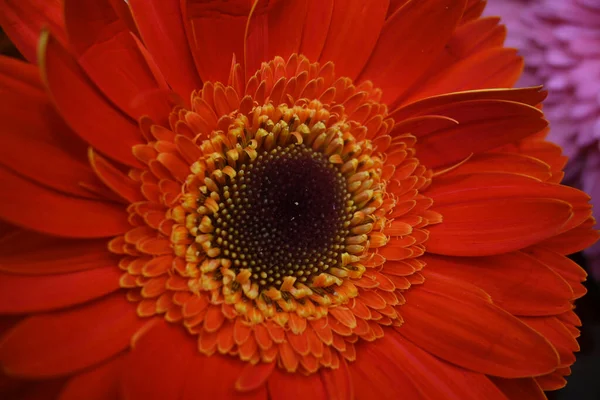 Букет Красивих Квітів Гербери Вид Крупним Планом — стокове фото