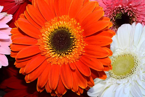 Strauß Schöner Gerbera Blumen Auf Verschwommenem Hintergrund Nahsicht — Stockfoto