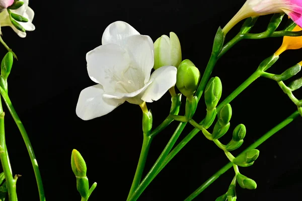 Tender Flowers Black Background Close — Stock Photo, Image