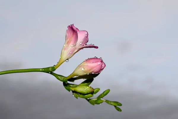 배경에 아름다운 꽃다발들 — 스톡 사진