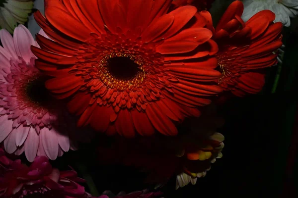 Букет Красивых Цветов Герберы Размытом Фоне Близкий Вид — стоковое фото