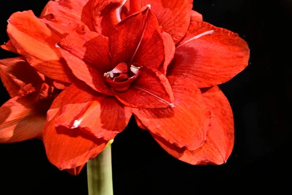 Zarte Blumen Auf Schwarzem Hintergrund Nahaufnahme — Stockfoto