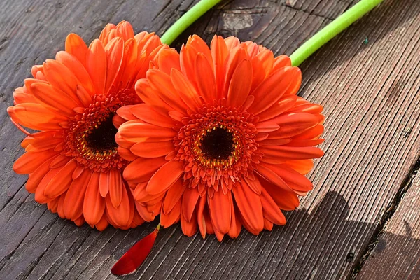 Schöne Gerbera Blumen Auf Holzgrund Sommerkonzept Nahsicht — Stockfoto