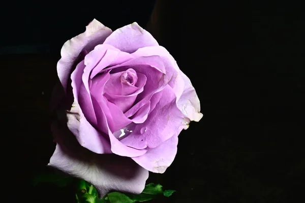 Sorprendentes Flores Tiernas Aisladas Sobre Fondo Negro — Foto de Stock