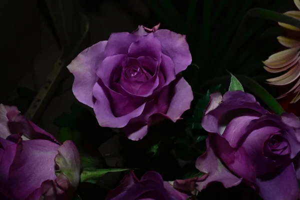 Csodálatos Gyengéd Virágok Elszigetelt Fekete Háttér — Stock Fotó