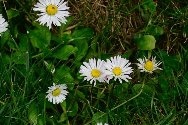 아름다운 여름의 정원에서 피어나는 — 스톡 사진