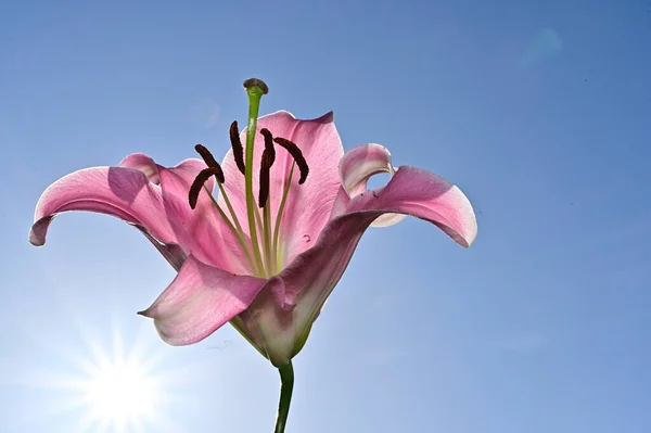 Hermosas Flores Sobre Fondo Cielo Azul —  Fotos de Stock