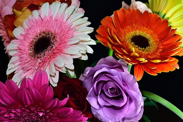 Verbazingwekkende Zachte Bloemen Geïsoleerd Zwarte Achtergrond — Stockfoto