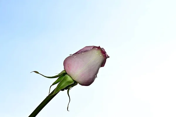 空を背景に美しいバラの花夏のコンセプト近景 — ストック写真