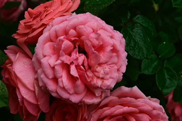 Beautiful Flowers Growing Garden Summer Sunny Day — Stock Photo, Image