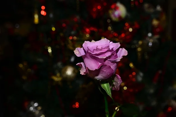 Bela Rosa Fundo Borrado Conceito Verão Visão Próxima — Fotografia de Stock