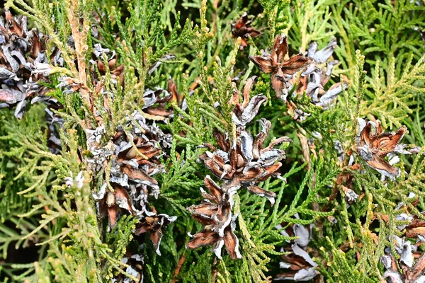 Bulanık Arkaplanda Yeşil Genç Thuja Dalları Yakın Görünüm — Stok fotoğraf