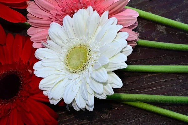 Krásné Gerber Květiny Dřevěném Pozadí Letní Koncept Zblízka — Stock fotografie