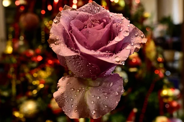 Schöne Rose Auf Verschwommenem Hintergrund Sommerkonzept Nahsicht — Stockfoto