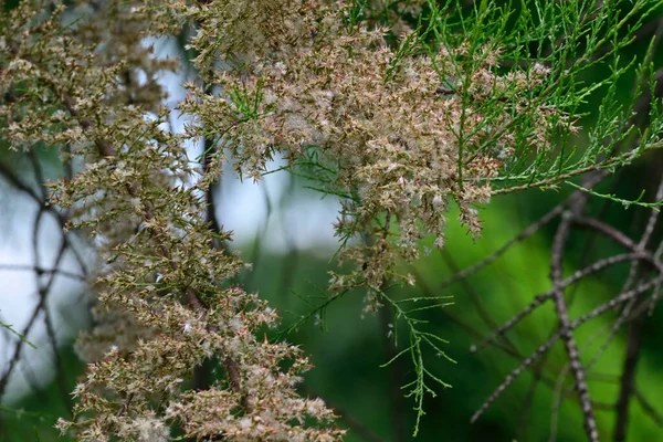 Vackra Blommor Xer Trã Dgã Rden Sommaren Solig Dag — Stockfoto