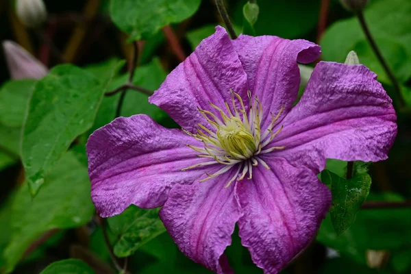 Belles Fleurs Poussant Dans Jardin Journée Ensoleillée Été — Photo