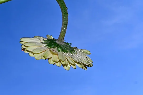 Close Amazing Daisy Flowers Flower Blue Sky Background — Fotografia de Stock
