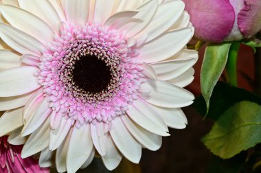 Koyu arkaplanda güzel çiçekler, yaz konsepti, yakın manzara