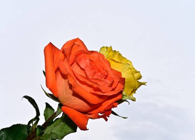 Mavi arka planda renkli çiçekler açar.