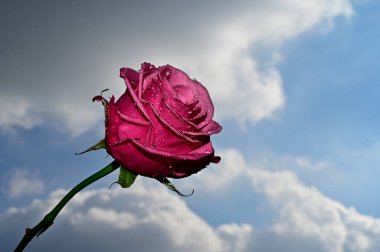 Mavi gökyüzü arka planında parlak çiçekler