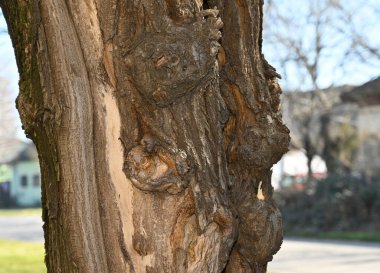 Ahşap doku arkaplanını kapat