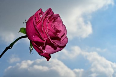 Mavi gökyüzü arka planında parlak çiçekler