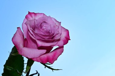 Mavi arka planda narin gül çiçekleri