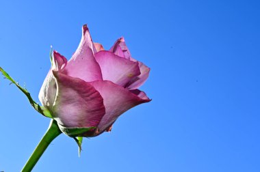 Mavi arka planda renkli çiçekler açar.