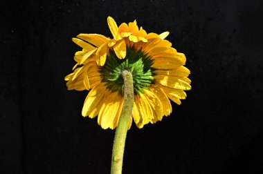 Siyah arka planda yumuşak çiçekler. Kapat..