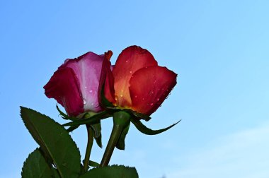 Mavi arka planda güzel çiçekler